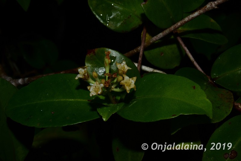 Psorospermum chionanthifolium photo 4