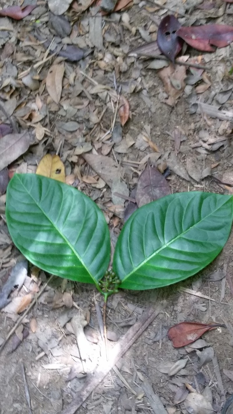Psorospermum chionanthifolium photo 5