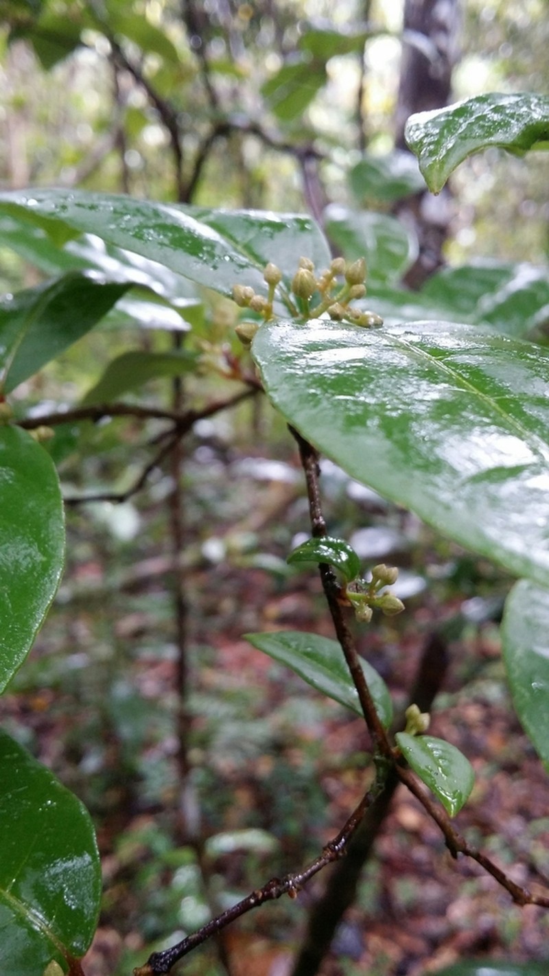Psorospermum chionanthifolium photo 6