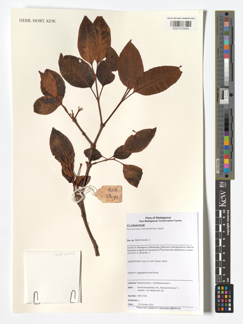 Psorospermum chionanthifolium photo 8