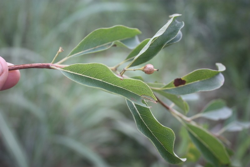 Psorospermum corymbiferum