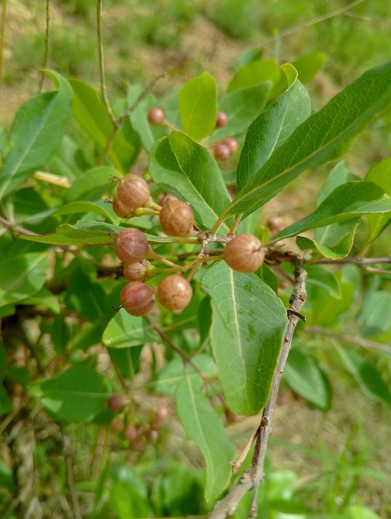 Psorospermum corymbiferum photo 2