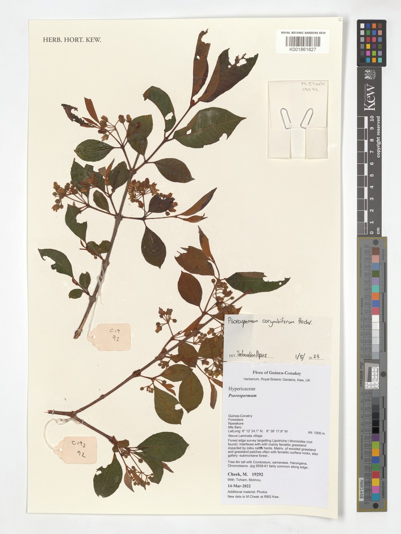 Psorospermum corymbiferum photo 3
