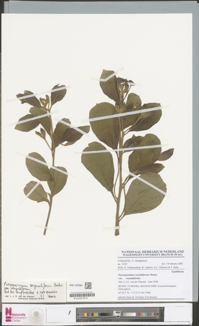Psorospermum corymbiferum var. corymbiferum
