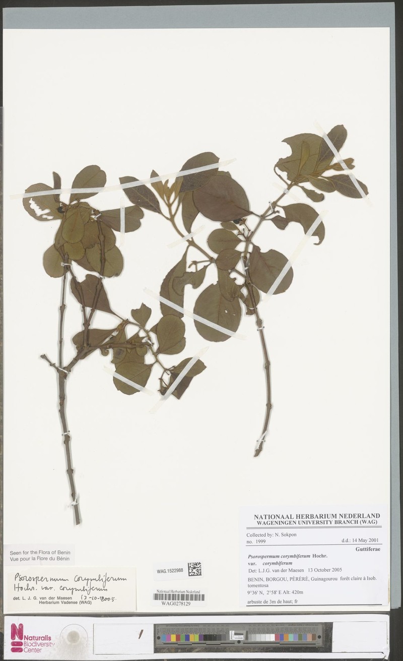 Psorospermum corymbiferum var. corymbiferum photo 2