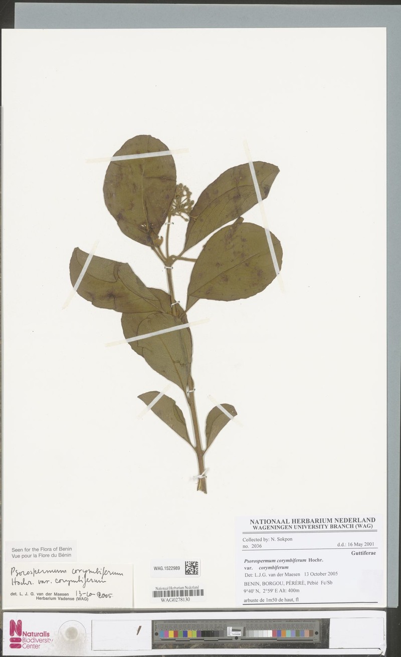 Psorospermum corymbiferum var. corymbiferum photo 3