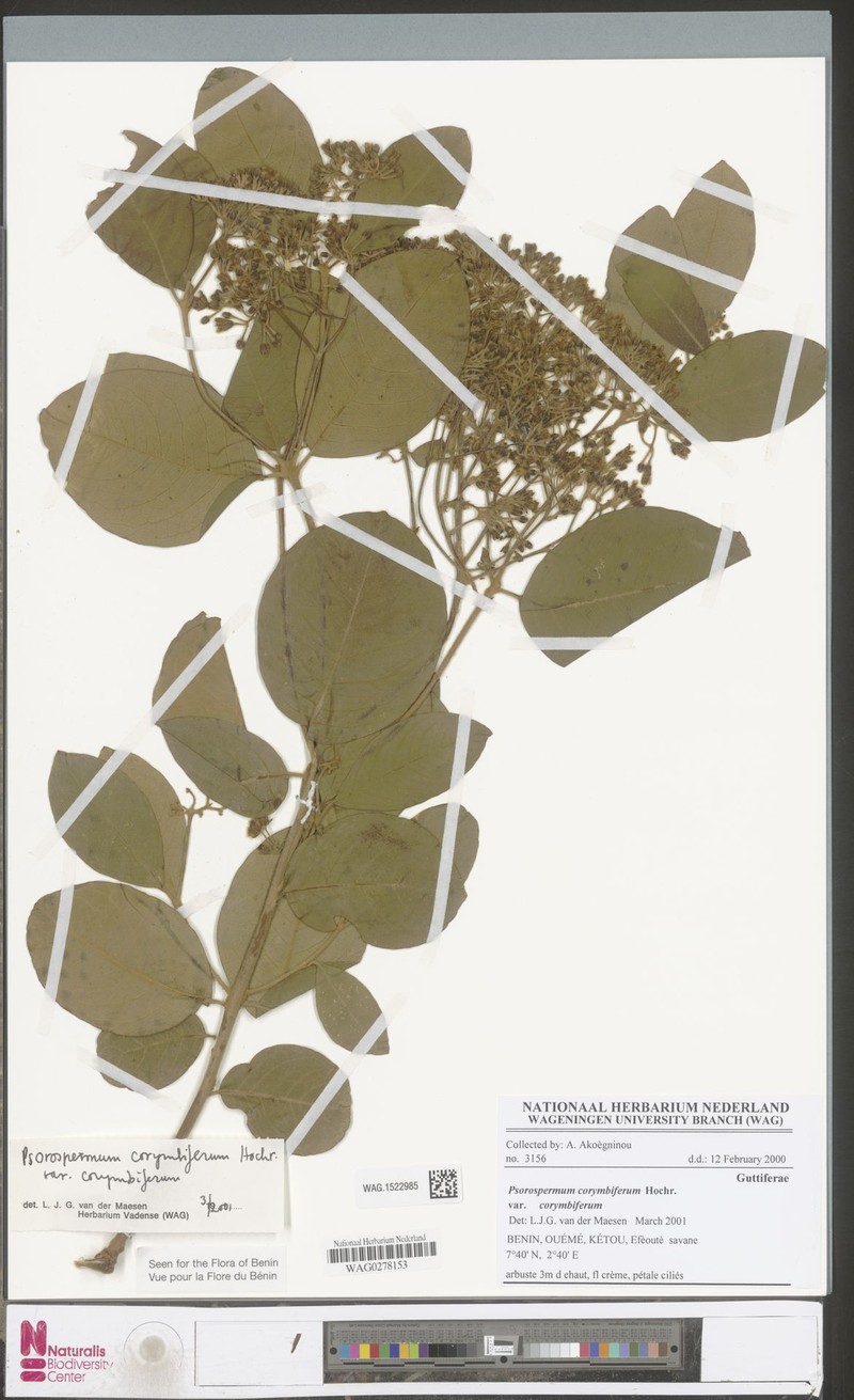 Psorospermum corymbiferum var. corymbiferum photo 4