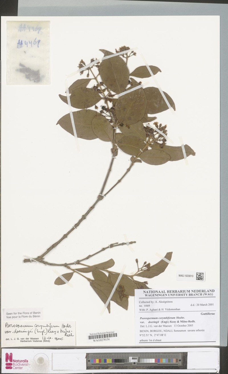 Psorospermum corymbiferum var. doeringii