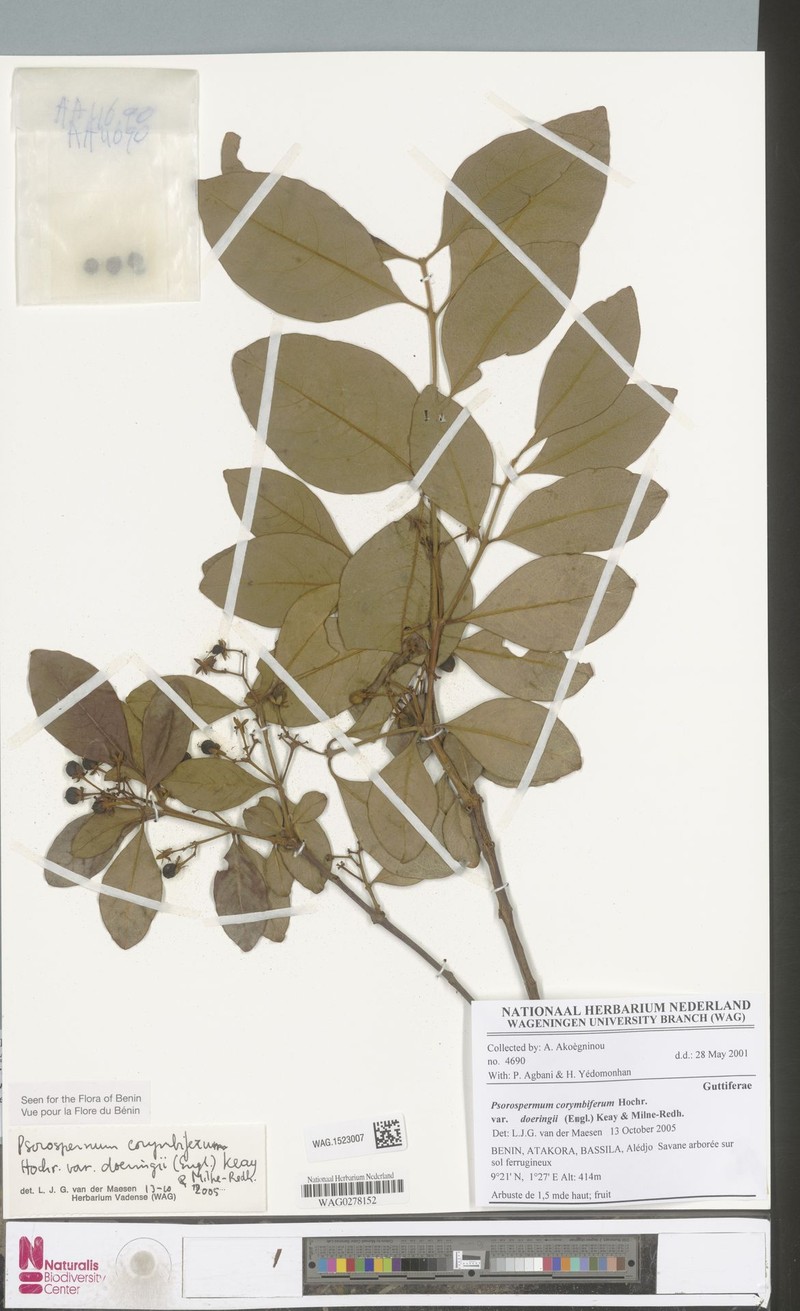 Psorospermum corymbiferum var. doeringii photo 2