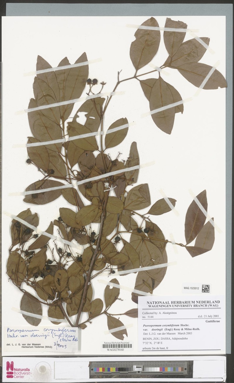 Psorospermum corymbiferum var. doeringii photo 3