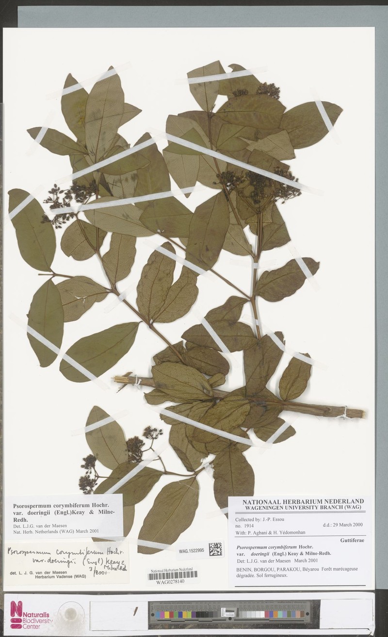 Psorospermum corymbiferum var. doeringii photo 4
