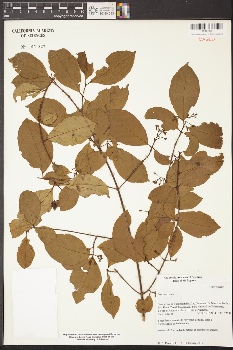 Psorospermum crenatum