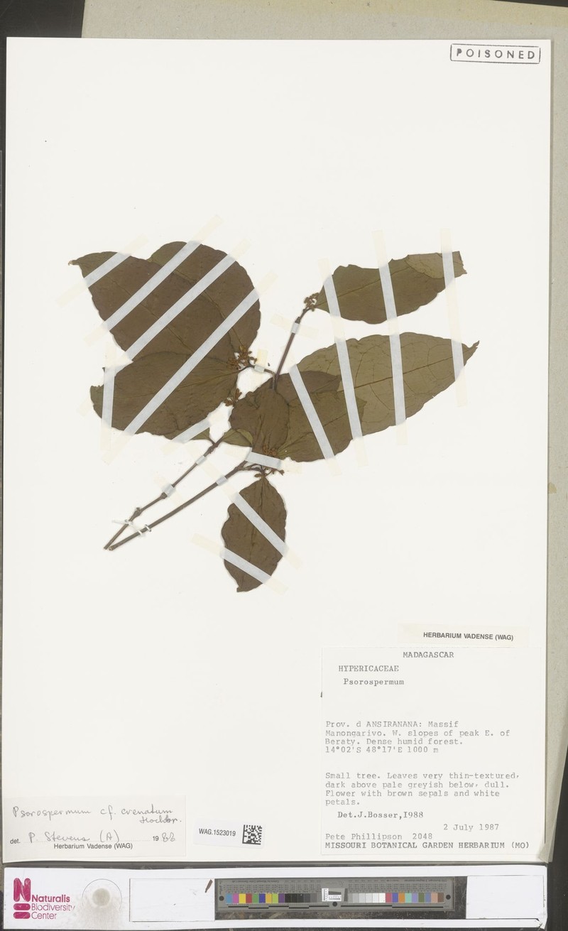 Psorospermum crenatum photo 2