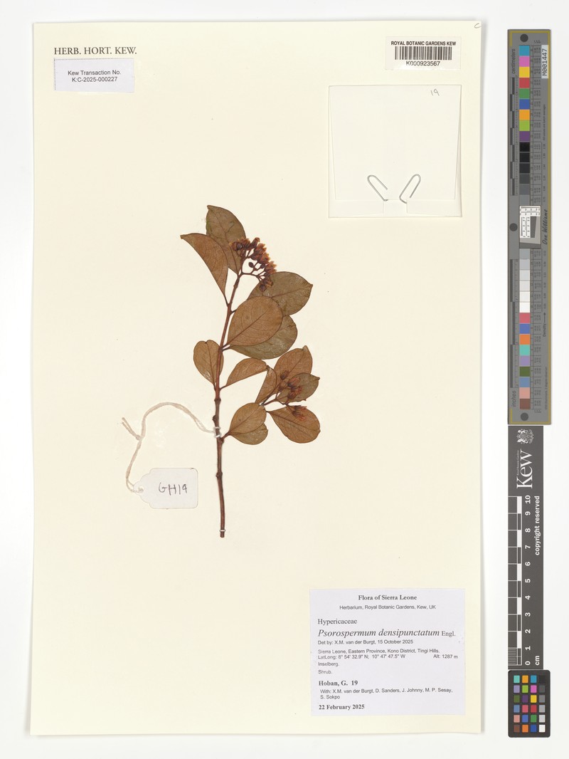 Psorospermum densipunctatum