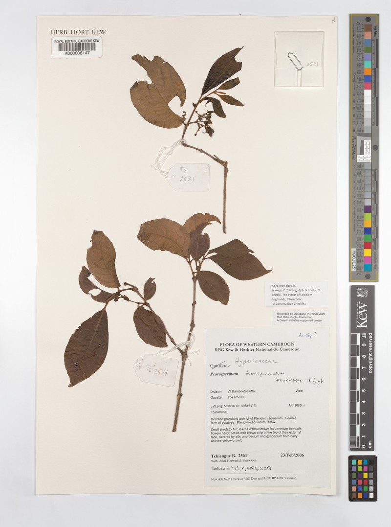 Psorospermum densipunctatum photo 2