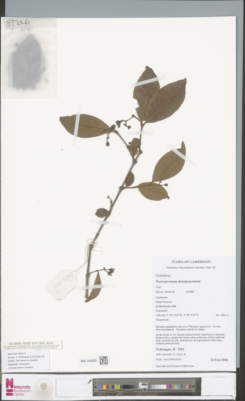 Psorospermum densipunctatum photo 3