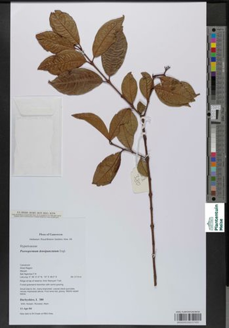Psorospermum densipunctatum photo 4