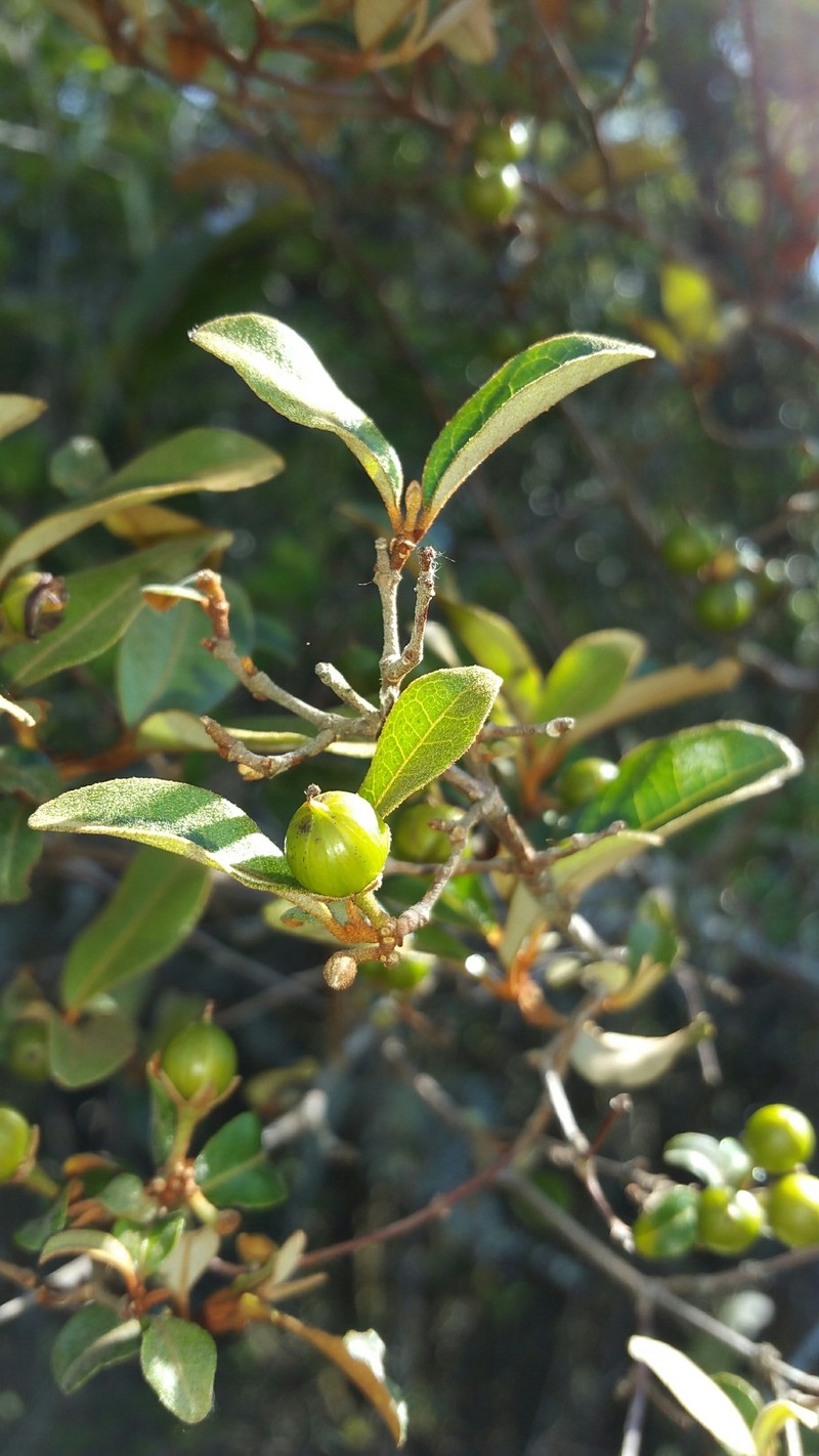 Psorospermum fanerana photo 3