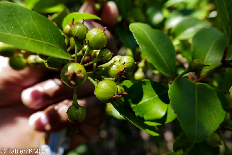 Psorospermum fanerana photo 4
