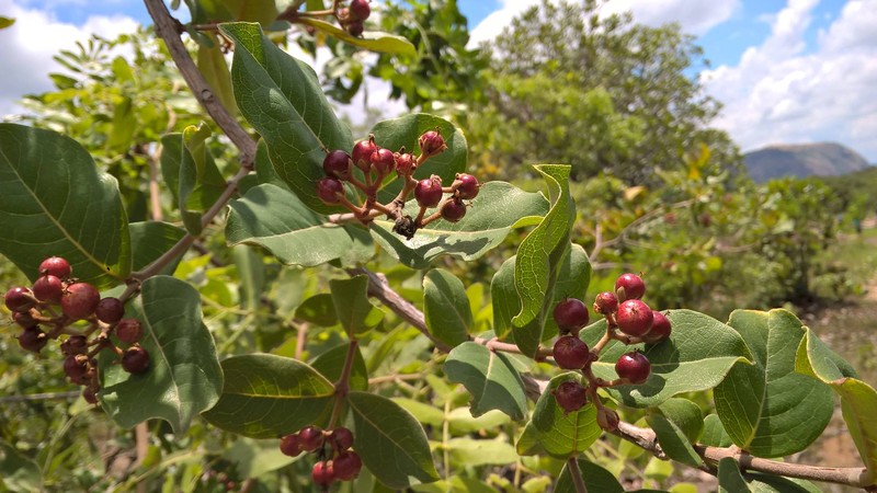 Psorospermum febrifugum