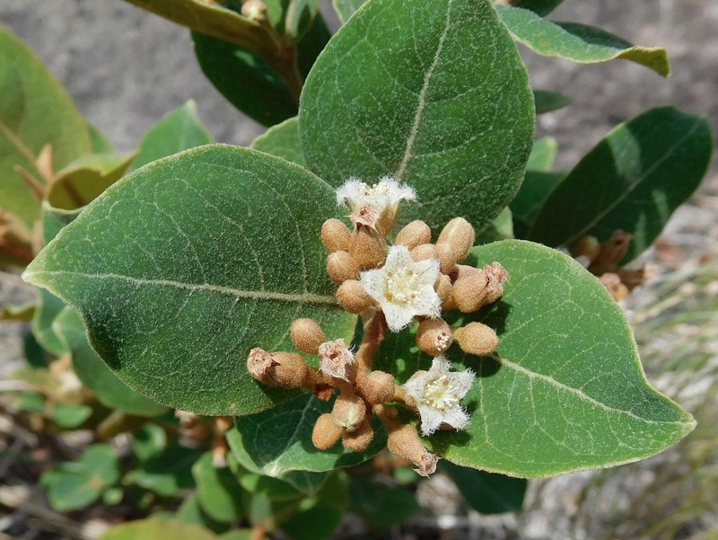 Psorospermum febrifugum photo 2