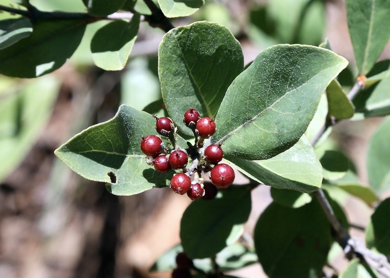 Psorospermum febrifugum photo 3