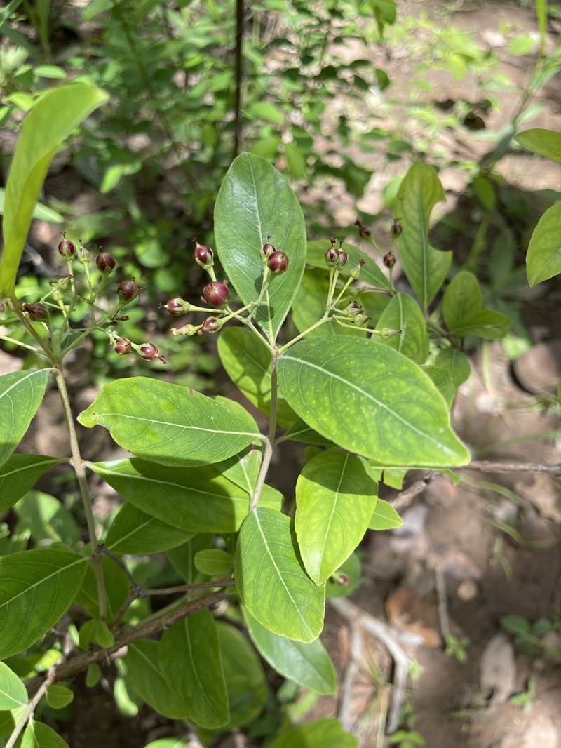 Psorospermum febrifugum photo 4