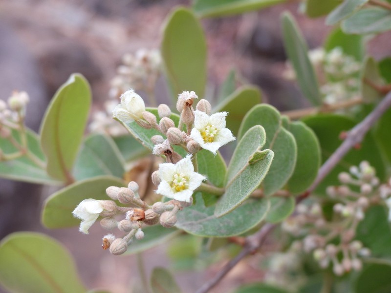 Psorospermum febrifugum photo 5