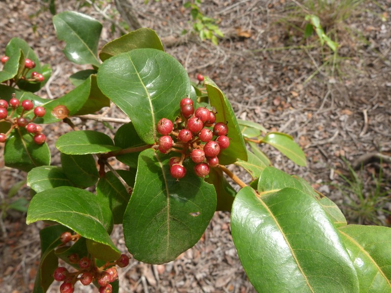 Psorospermum febrifugum photo 6