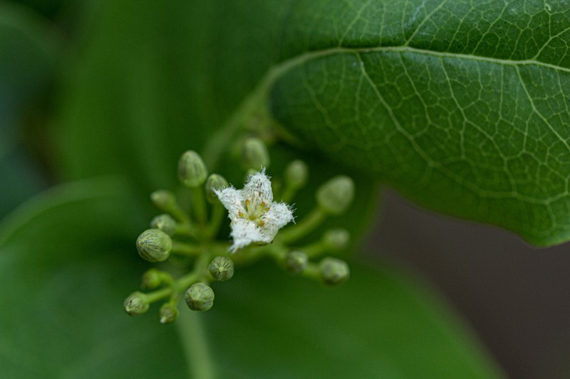 Psorospermum febrifugum photo 7