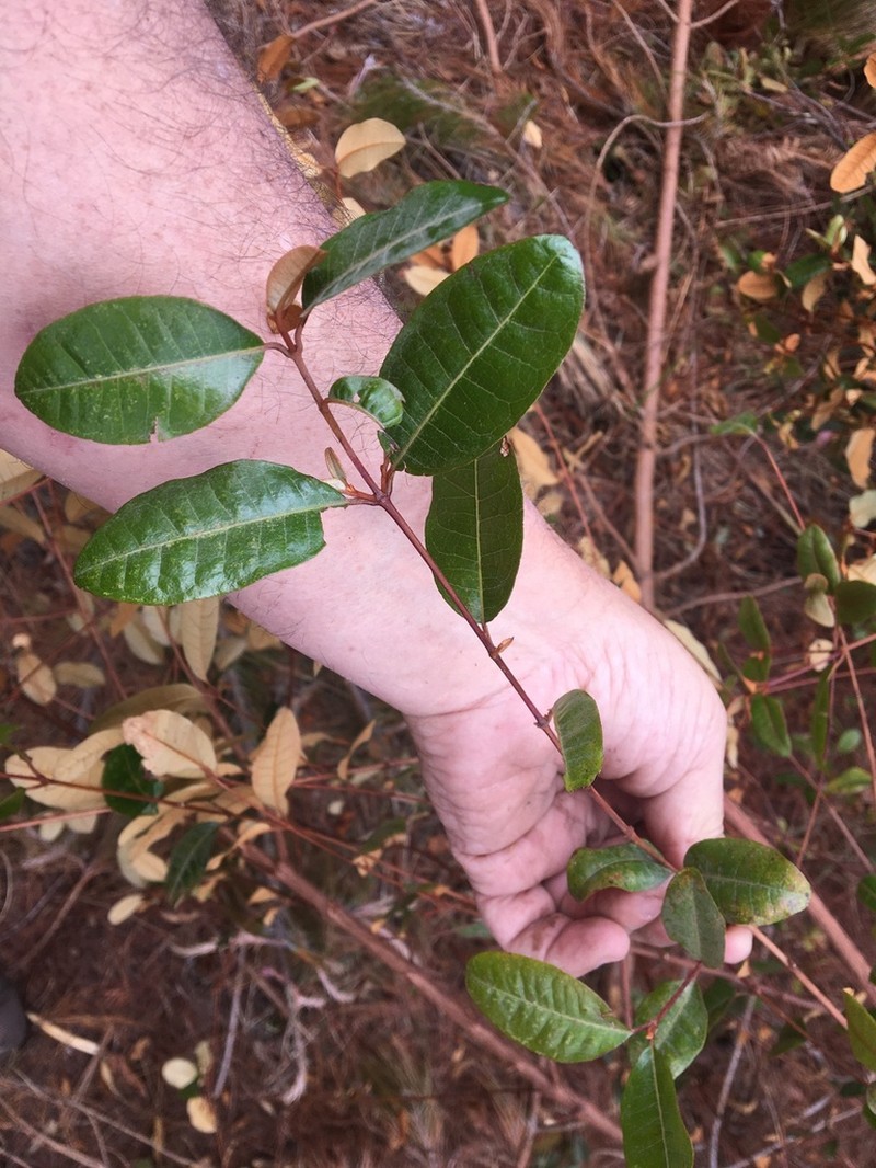 Psorospermum ferrovestitum