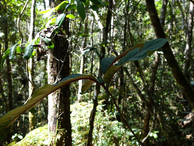 Psorospermum ferrovestitum photo 2