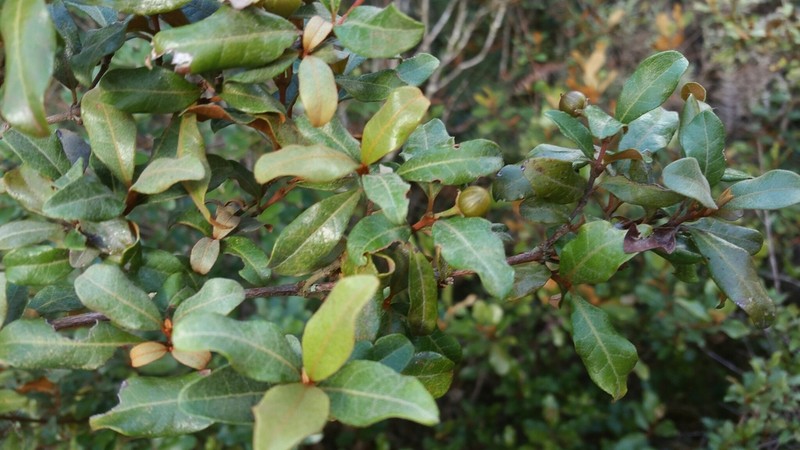 Psorospermum ferrovestitum photo 3