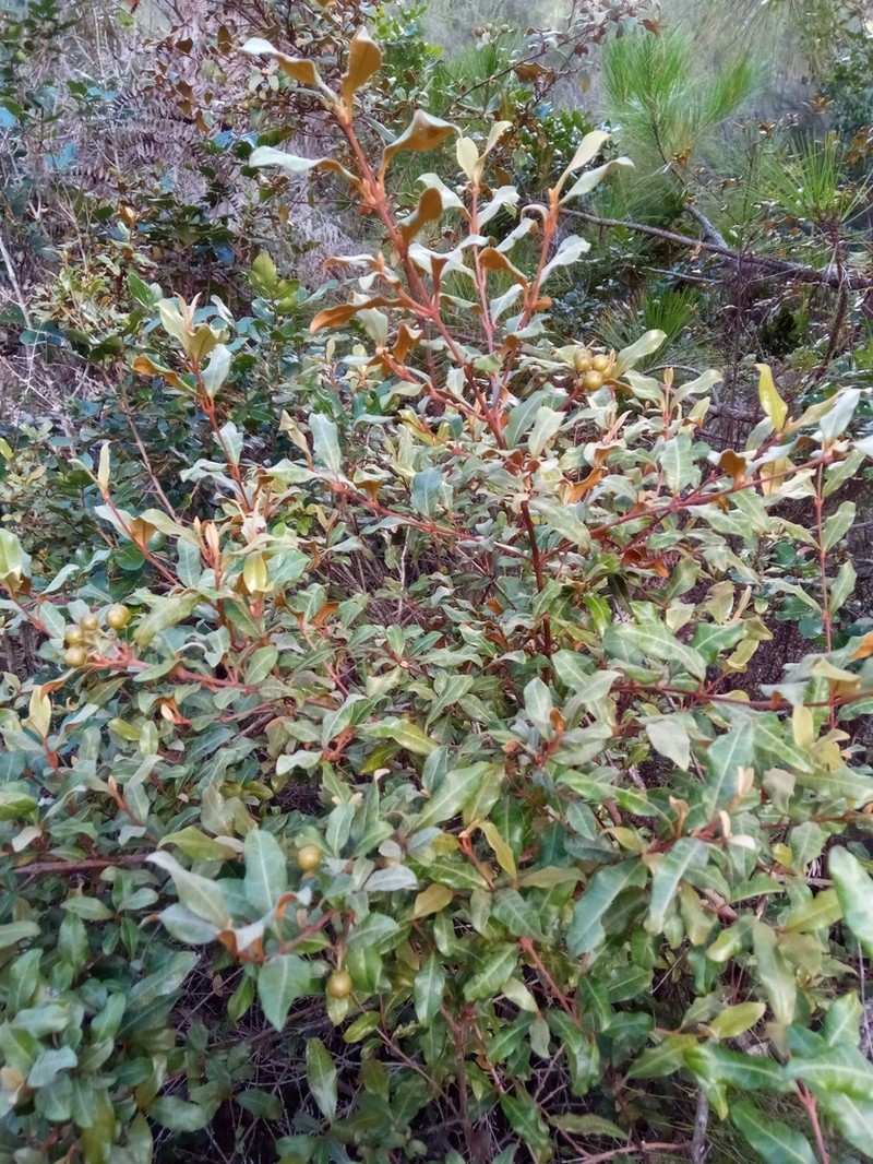Psorospermum ferrovestitum photo 4