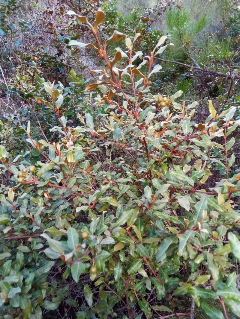 Psorospermum ferrovestitum photo 5