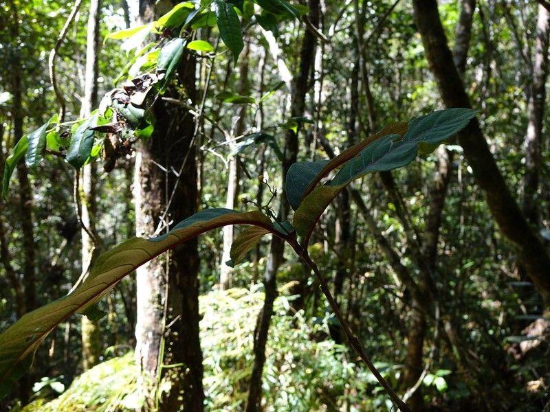 Psorospermum ferrovestitum photo 6
