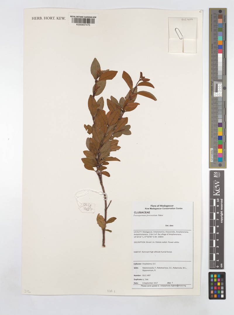 Psorospermum ferrovestitum photo 7