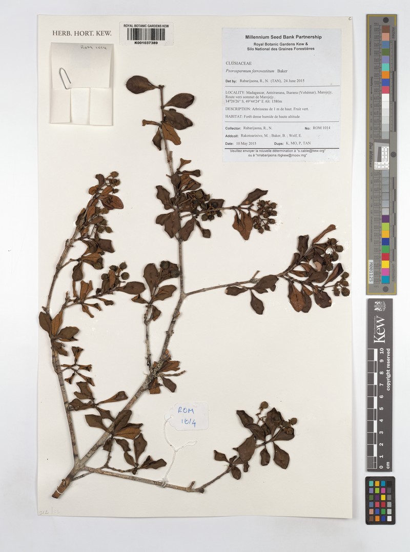 Psorospermum ferrovestitum photo 8