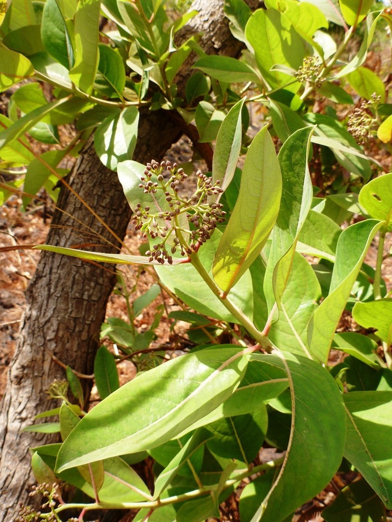 Psorospermum glaberrimum photo 2