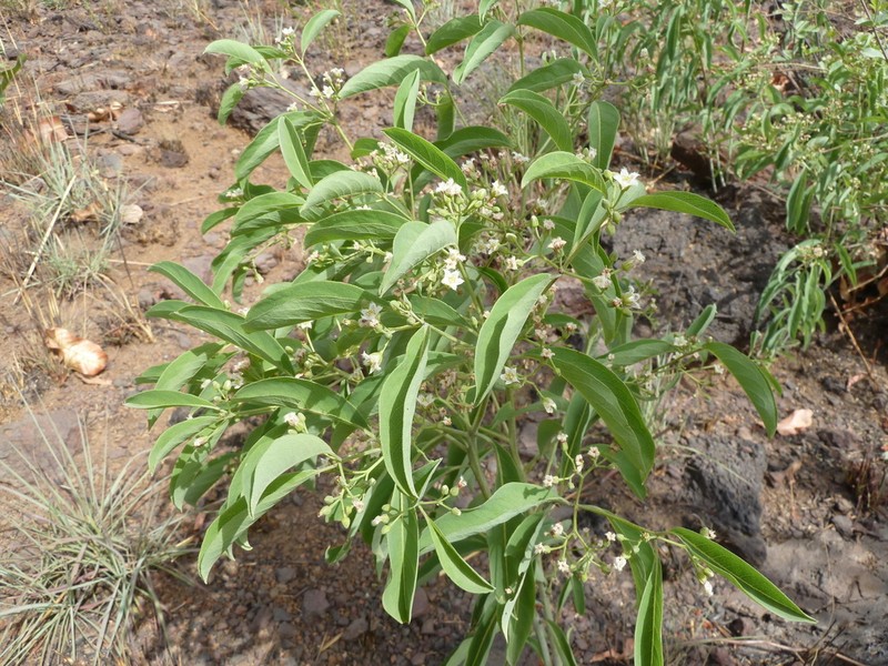 Psorospermum glaberrimum photo 3