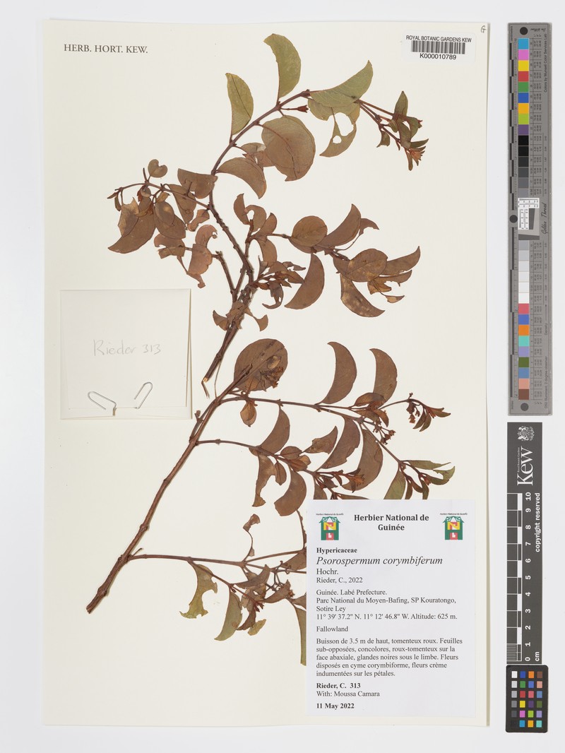 Psorospermum glaberrimum photo 4