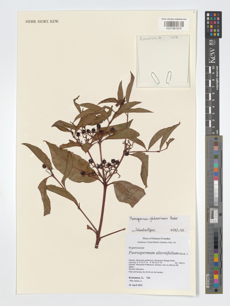 Psorospermum glaberrimum photo 5