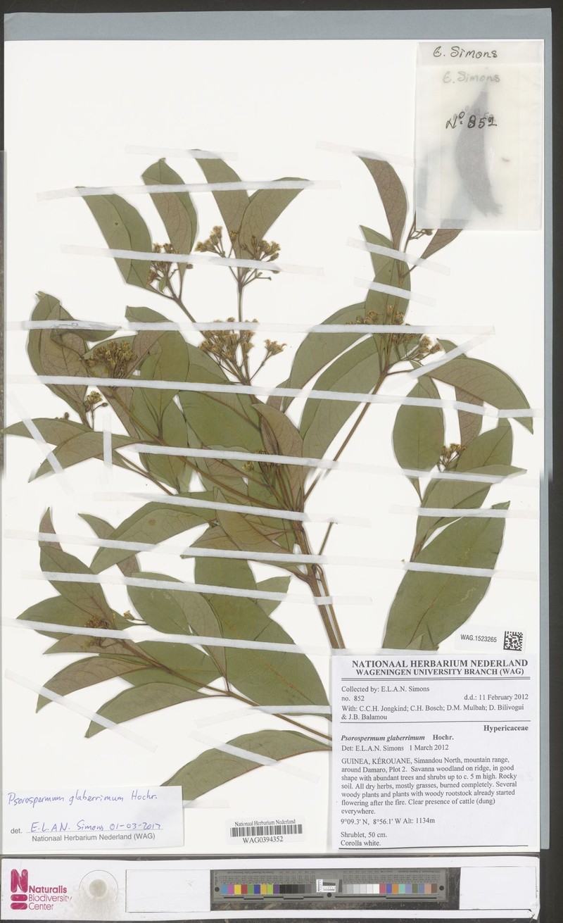 Psorospermum glaberrimum photo 6