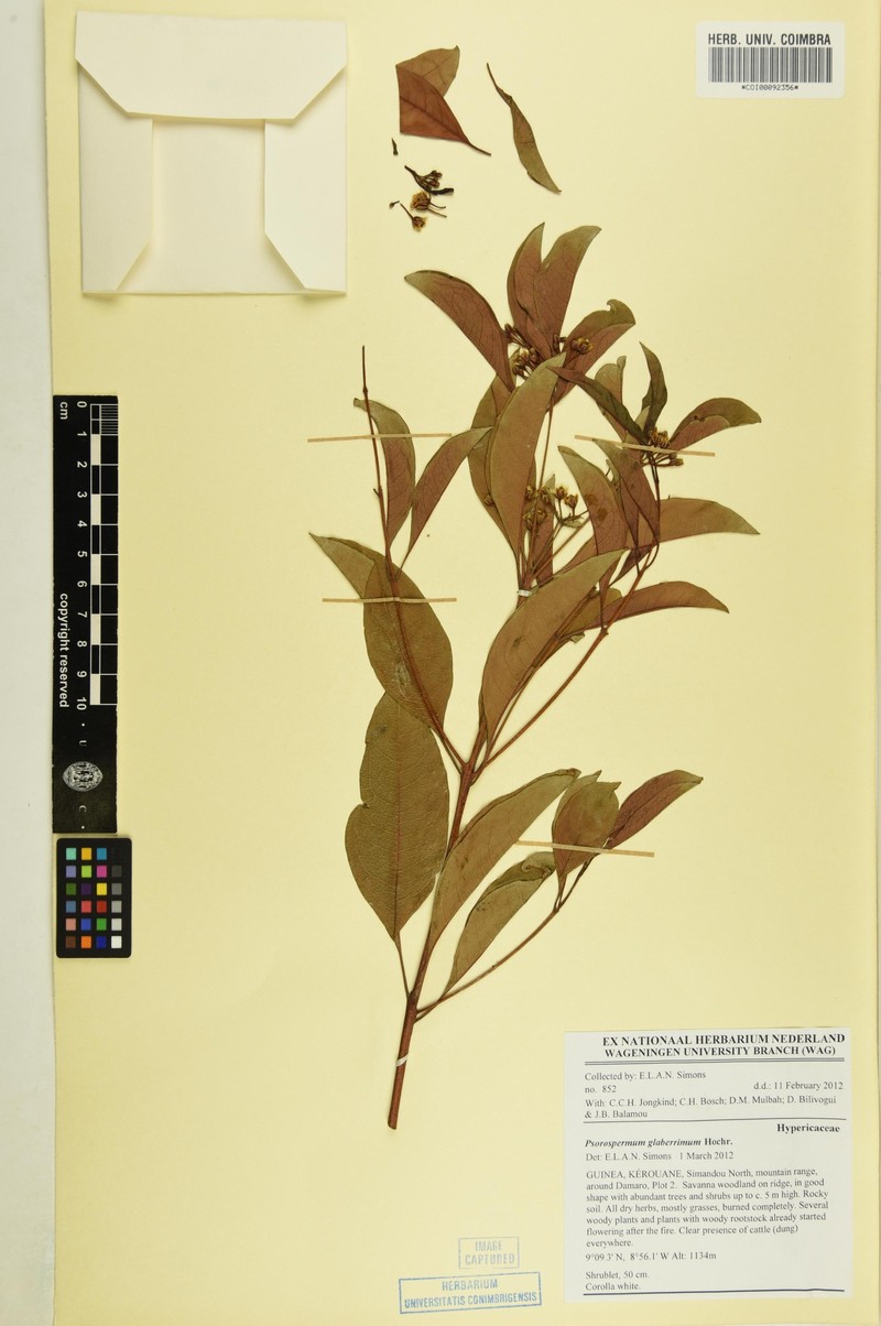 Psorospermum glaberrimum photo 7