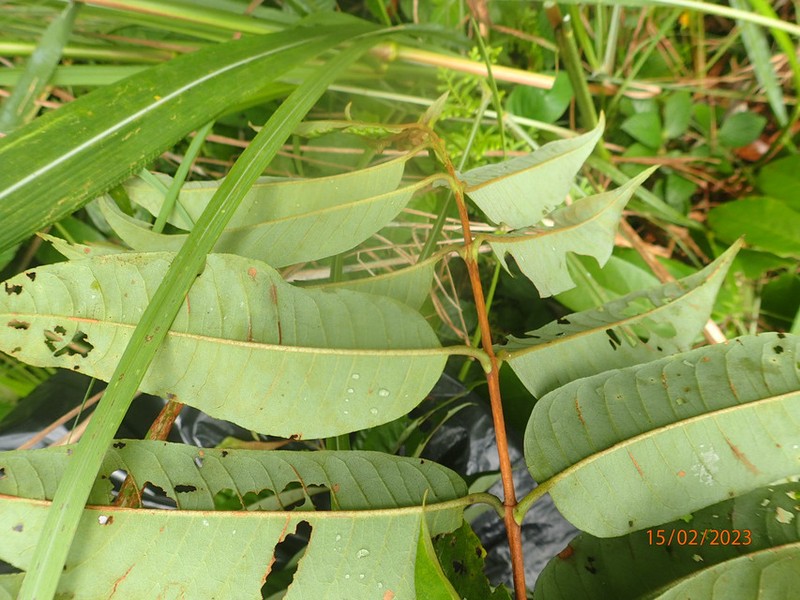 Psorospermum guineense photo 2