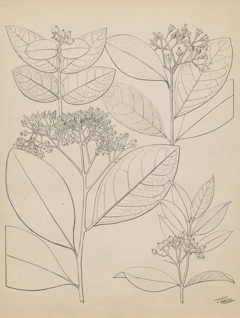 Psorospermum guineense photo 3