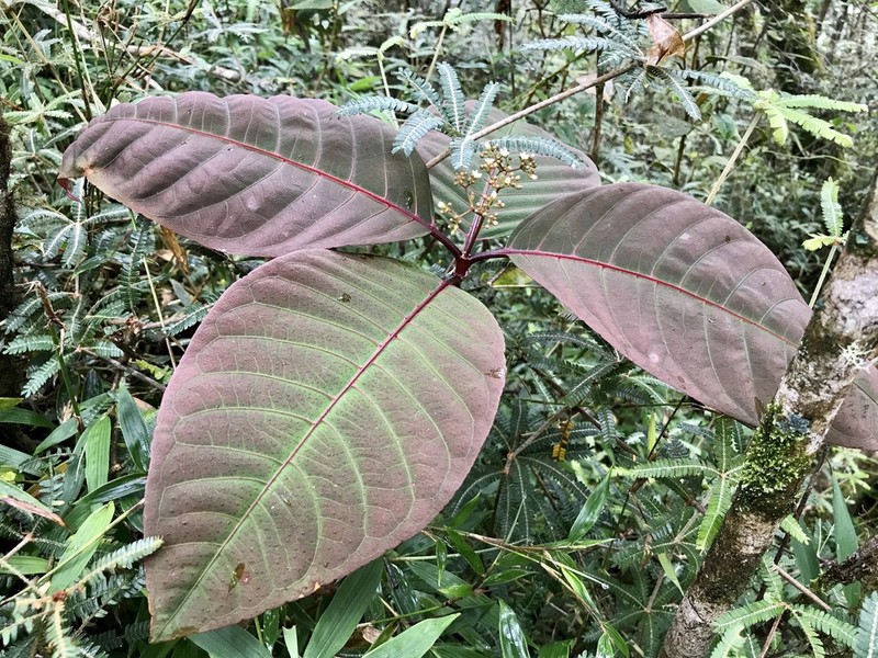 Psorospermum humile