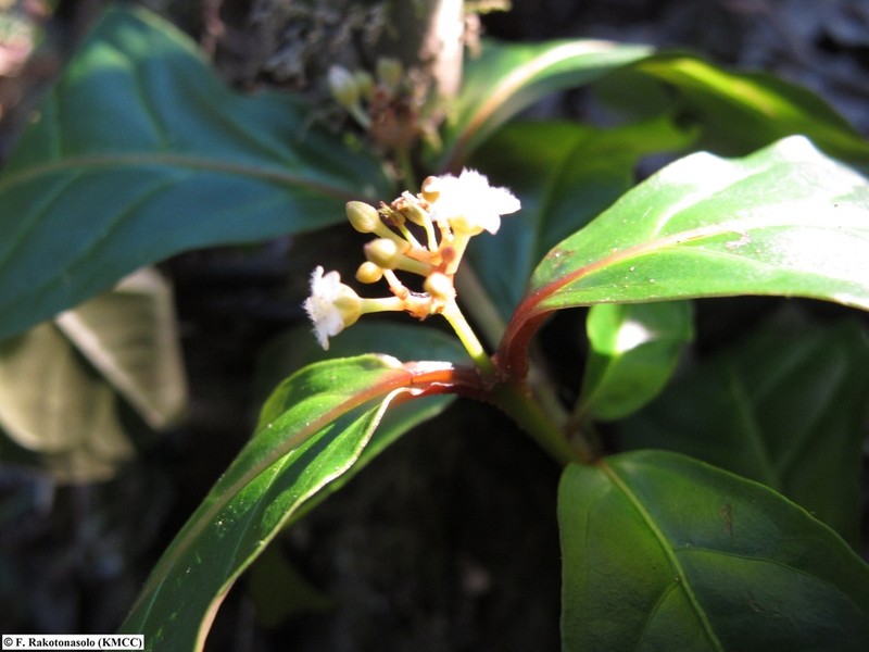 Psorospermum humile photo 2