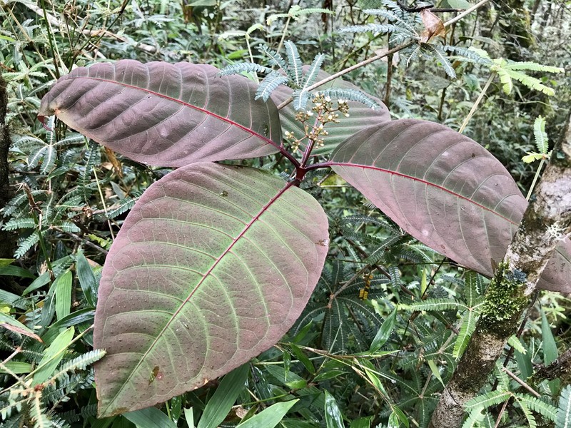 Psorospermum humile photo 3