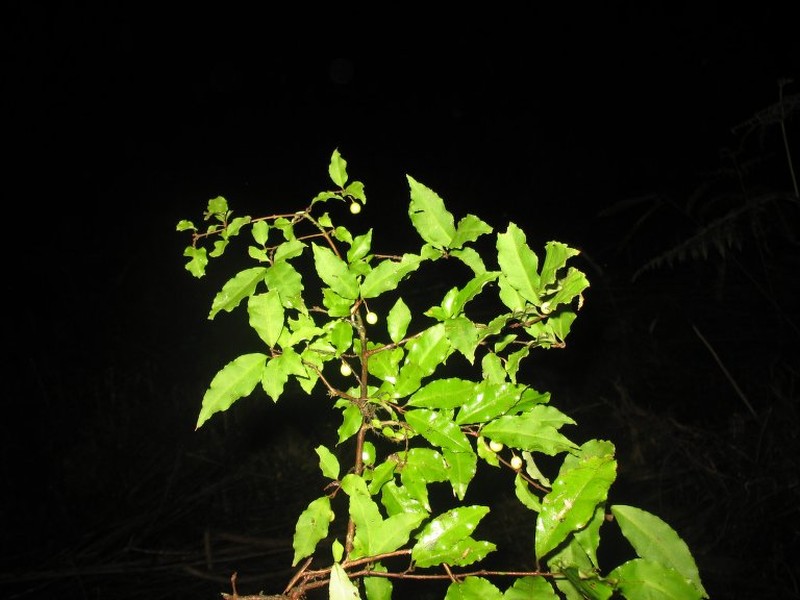 Psorospermum humile photo 4
